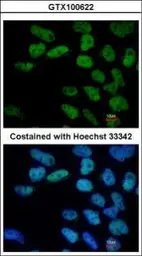 Anti-Oct4 antibody used in Immunocytochemistry/ Immunofluorescence (ICC/IF). GTX100622