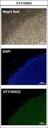 Anti-Oct4 antibody used in Immunocytochemistry/ Immunofluorescence (ICC/IF). GTX100622