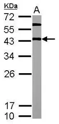 Anti-Oct4 antibody used in Western Blot (WB). GTX100622