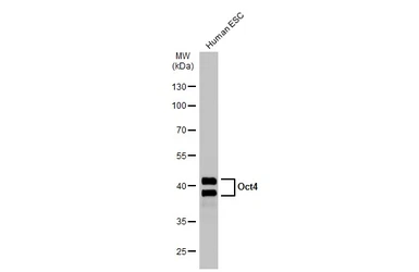 Anti-Oct4 antibody used in Western Blot (WB). GTX100622