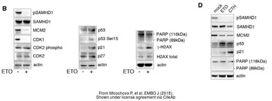 Anti-p53 antibody [N1], N-term used in Western Blot (WB). GTX100629