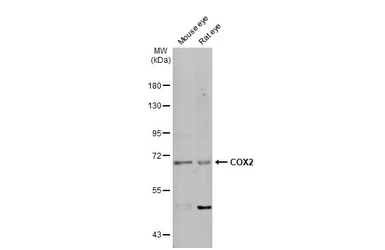 Anti-COX2 antibody [C3], C-term used in Western Blot (WB). GTX100656