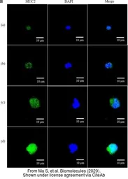 Anti-MUC2 antibody [C3], C-term used in Immunocytochemistry/ Immunofluorescence (ICC/IF). GTX100664