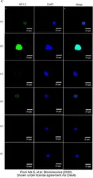 Anti-MUC2 antibody [C3], C-term used in Immunocytochemistry/ Immunofluorescence (ICC/IF). GTX100664