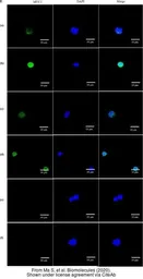 Anti-MUC2 antibody [C3], C-term used in Immunocytochemistry/ Immunofluorescence (ICC/IF). GTX100664