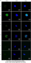 Anti-MUC2 antibody [C3], C-term used in Immunocytochemistry/ Immunofluorescence (ICC/IF). GTX100664