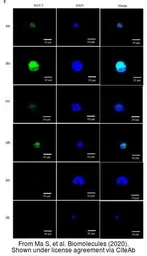 Anti-MUC2 antibody [C3], C-term used in Immunocytochemistry/ Immunofluorescence (ICC/IF). GTX100664