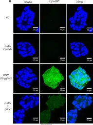 Anti-MUC2 antibody [C3], C-term used in Immunocytochemistry/ Immunofluorescence (ICC/IF). GTX100664