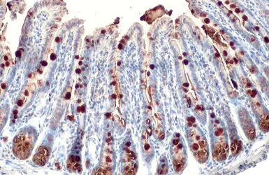 Anti-MUC2 antibody [C3], C-term used in IHC (Paraffin sections) (IHC-P). GTX100664