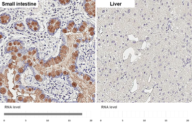 Anti-MUC2 antibody [C3], C-term used in IHC (Paraffin sections) (IHC-P). GTX100664