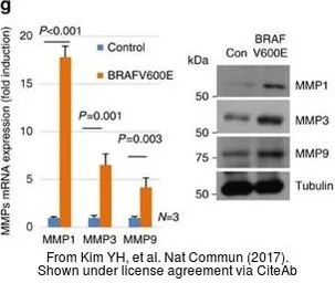 Anti-MMP3 antibody [N3C1], Internal used in Western Blot (WB). GTX100723