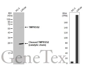 Anti-TMPRSS2 antibody [N2C3] used in Western Blot (WB). GTX100743