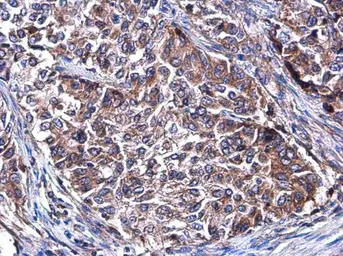 Anti-IL1 beta antibody used in IHC (Paraffin sections) (IHC-P). GTX100793