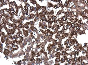 Anti-EPO antibody used in IHC (Paraffin sections) (IHC-P). GTX100813