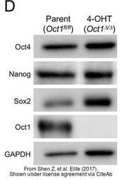 Anti-Nanog antibody [N3C3] used in Western Blot (WB). GTX100863