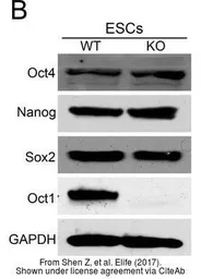 Anti-Nanog antibody [N3C3] used in Western Blot (WB). GTX100863