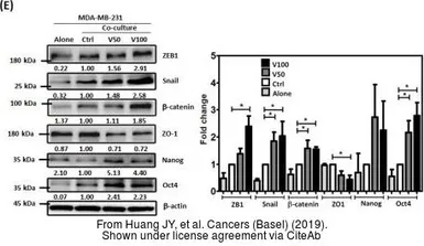 Anti-Nanog antibody [N3C3] used in Western Blot (WB). GTX100863