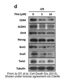 Anti-Nanog antibody [N3C3] used in Western Blot (WB). GTX100863