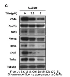 Anti-Nanog antibody [N3C3] used in Western Blot (WB). GTX100863