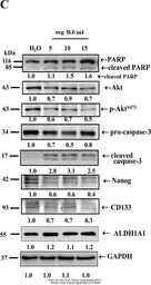 Anti-Nanog antibody [N3C3] used in Western Blot (WB). GTX100863