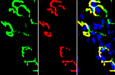 Anti-Synaptophysin antibody used in IHC (Frozen sections) (IHC-Fr). GTX100865