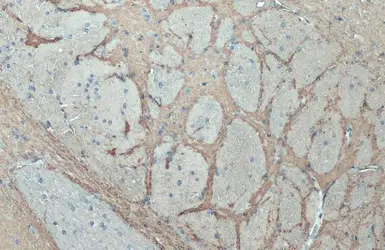 Anti-Synaptophysin antibody used in IHC (Paraffin sections) (IHC-P). GTX100865