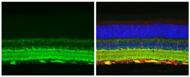 Anti-Tau antibody used in IHC (Paraffin sections) (IHC-P). GTX100866