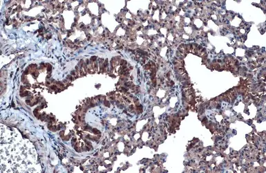 Anti-BMP4 antibody used in IHC (Paraffin sections) (IHC-P). GTX100875