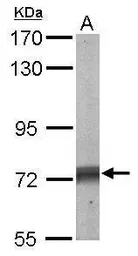 Anti-SHP2 antibody used in Western Blot (WB). GTX101062