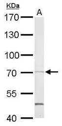 Anti-SHP2 antibody used in Western Blot (WB). GTX101062