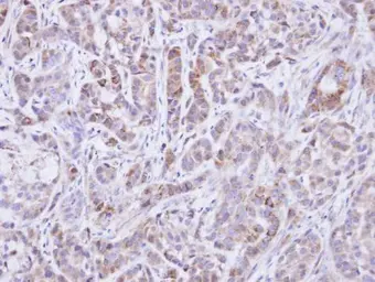 Anti-SHP2 antibody used in IHC (Paraffin sections) (IHC-P). GTX101062