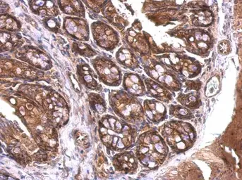 Anti-14-3-3 zeta antibody used in IHC (Paraffin sections) (IHC-P). GTX101075
