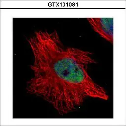 Anti-WRN antibody used in Immunocytochemistry/ Immunofluorescence (ICC/IF). GTX101081