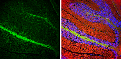 Anti-NF-L antibody used in IHC (Frozen sections) (IHC-Fr). GTX101142