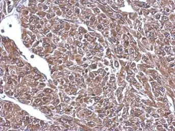 Anti-NF-L antibody used in IHC (Paraffin sections) (IHC-P). GTX101142