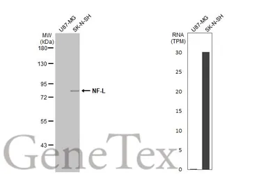 Anti-NF-L antibody used in Western Blot (WB). GTX101142