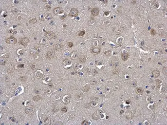 Anti-MIF antibody [N1C3] used in IHC (Paraffin sections) (IHC-P). GTX101162