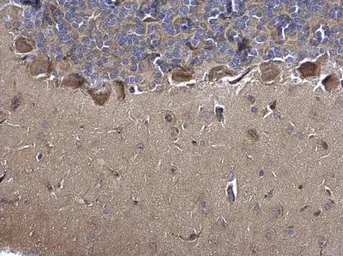 Anti-MIF antibody [N1C3] used in IHC (Paraffin sections) (IHC-P). GTX101162