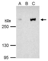 Anti-CBP antibody [C3], C-term used in Immunoprecipitation (IP). GTX101249