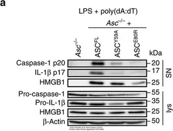 Anti-HMGB1 antibody used in Western Blot (WB). GTX101277