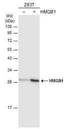 Anti-HMGB1 antibody used in Western Blot (WB). GTX101277