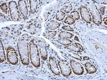 Anti-HMGB1 antibody used in IHC (Paraffin sections) (IHC-P). GTX101277