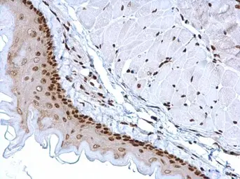 Anti-HMGB1 antibody used in IHC (Paraffin sections) (IHC-P). GTX101277