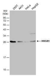 Anti-HMGB1 antibody used in Western Blot (WB). GTX101277