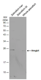 Anti-HMGB1 antibody used in Western Blot (WB). GTX101277