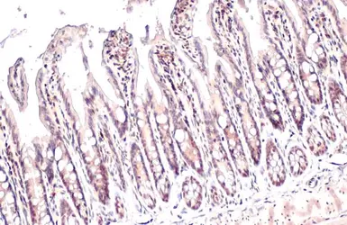 Anti-HMGB1 antibody used in IHC (Paraffin sections) (IHC-P). GTX101277