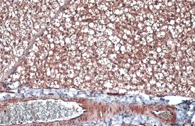 Anti-Apolipoprotein D antibody used in IHC (Paraffin sections) (IHC-P). GTX101306