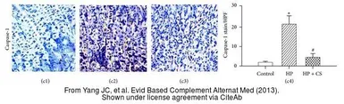 Anti-Caspase 1 antibody [N1N3] used in IHC (Paraffin sections) (IHC-P). GTX101322