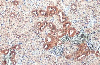 Anti-Caspase 1 antibody [N1N3] used in IHC (Paraffin sections) (IHC-P). GTX101322