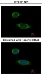 Anti-Caspase 1 antibody [N1N3] used in Immunocytochemistry/ Immunofluorescence (ICC/IF). GTX101322